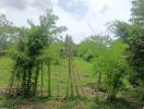 Lush green garden with bamboo plants