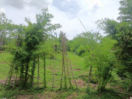 Lush green garden with bamboo plants