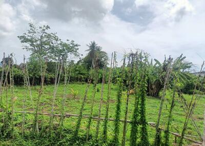 Outdoor garden area with greenery