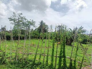 Outdoor garden area with greenery