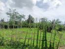 Outdoor garden area with greenery