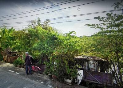 View of overgrown vegetation from a road