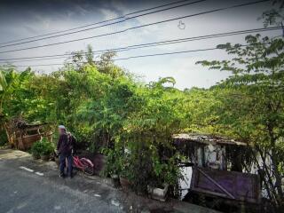 View of overgrown vegetation from a road