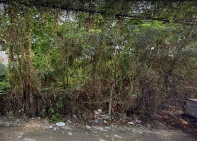 Overgrown garden area with dense vegetation