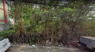 Overgrown garden area with dense vegetation