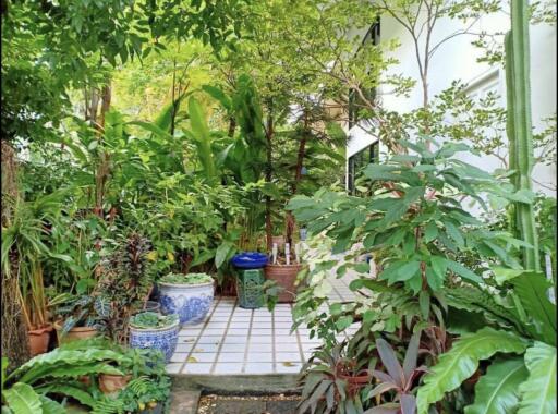 Lush garden area with various potted plants and greenery