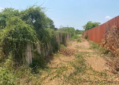 Side yard with overgrown vegetation and red fence