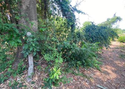 Lush outdoor garden area with dense greenery and a tree