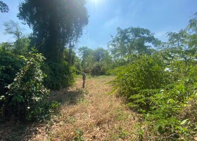 A person standing amidst lush greenery under clear sky