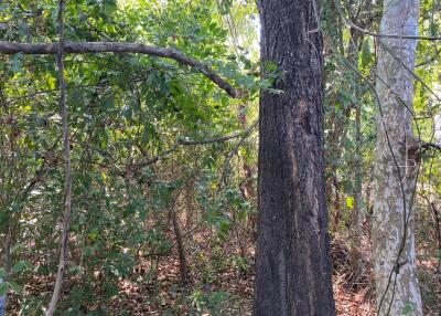 Dense forest area with trees and greenery