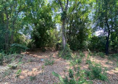 Spacious forested backyard with trees and shrubs