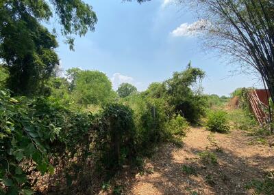 Lush green area with trees and vegetation