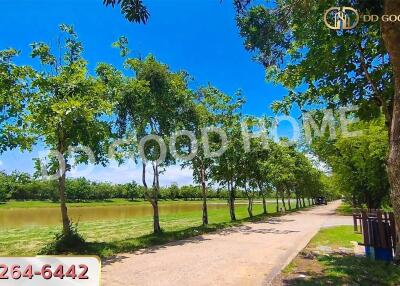 Scenic view of a tree-lined pathway next to a serene pond