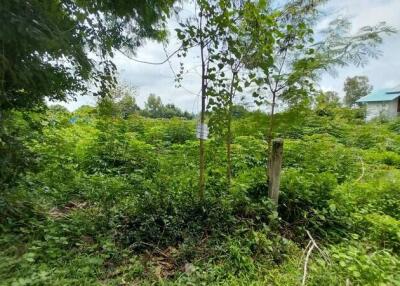 Vacant Land with Vegetation
