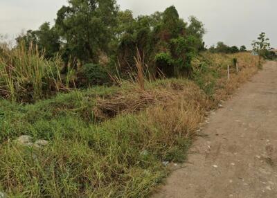 Unpaved road beside overgrown land