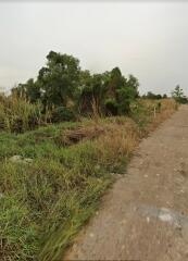 Unpaved road beside overgrown land