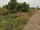 Unpaved road beside overgrown land