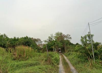 Pathway leading through greenery