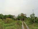 Pathway leading through greenery