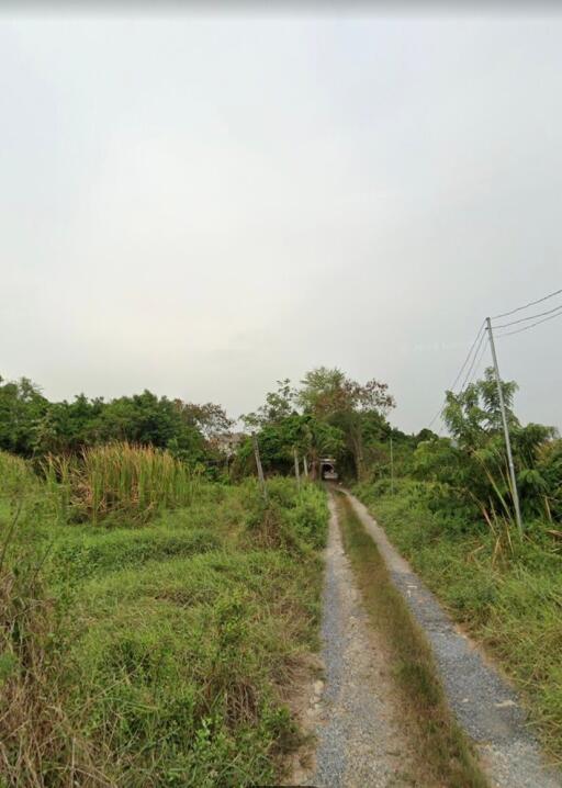 Pathway leading through greenery