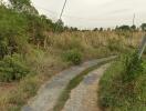 Gravel pathway through a grassy field