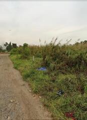 Outdoor undeveloped land with weeds