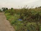 Outdoor undeveloped land with weeds