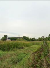 open land with greenery and distant building