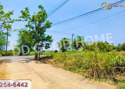 Driveway and surrounding greenery