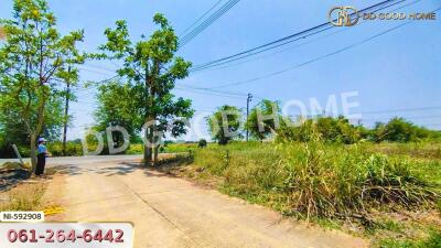 Driveway and surrounding greenery