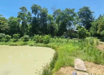 Backyard with pond and surrounding trees