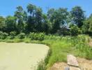 Backyard with pond and surrounding trees