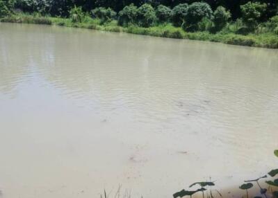 Scenic pond view with greenery