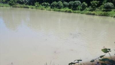 Scenic pond view with greenery