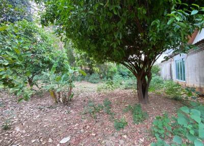 A nice size of land in Nam Phrae for sale, Chiang Mai