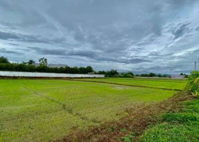 Large plot for sale in San Khampeang, Chiang Mai