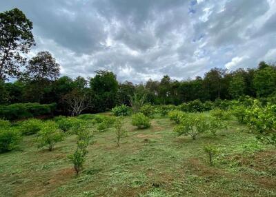 Large plot of land for sale in Mae Tang, Chiang Mai