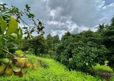 Large plot of land for sale in Mae Tang, Chiang Mai