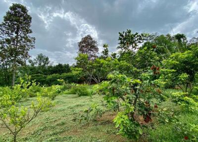 Large plot of land for sale in Mae Tang, Chiang Mai