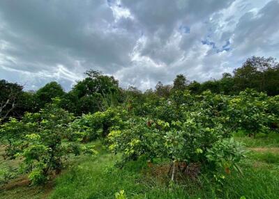 Large plot of land for sale in Mae Tang, Chiang Mai