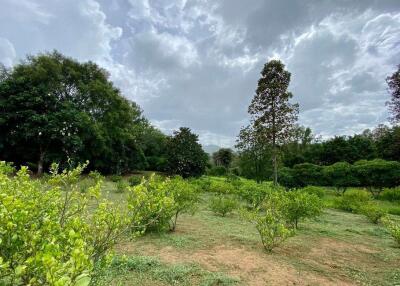 Large plot of land for sale in Mae Tang, Chiang Mai