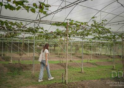 Grapevine garden with a person walking