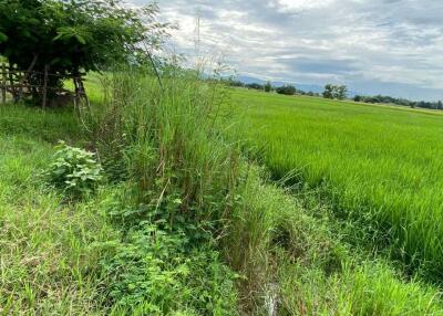 A nice plot for sale in Sankhampeang, Chiang Mai