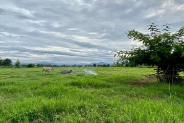 A nice plot for sale in Sankhampeang, Chiang Mai