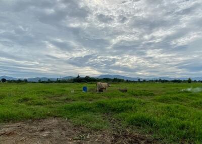 A nice plot for sale in Sankhampeang, Chiang Mai