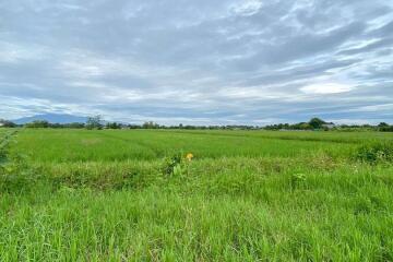 A nice plot for sale in Sankhampeang, Chiang Mai