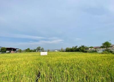 A nice plot of land for sell in Sankhampeang