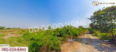 Open land with surrounding greenery