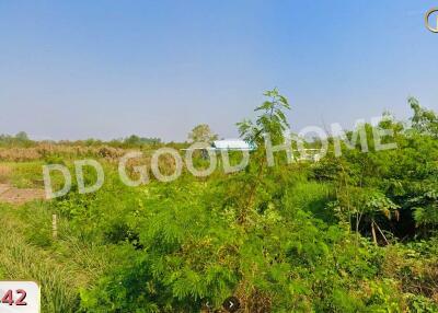 Expansive greenery in an open plot of land