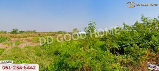 Expansive greenery in an open plot of land